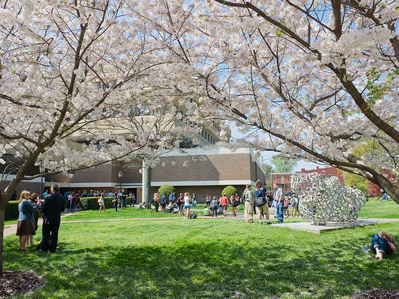 people congregated under cherry blossom trees outside of Grace E. Harris Hall